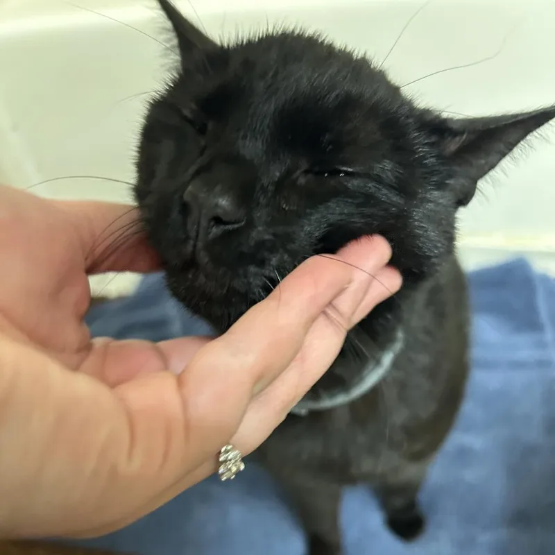 Sir Curley Burley thumbnail 2