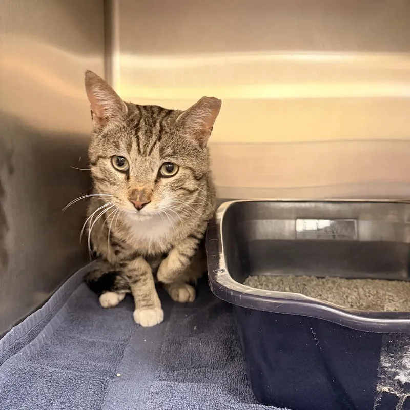 An adult large-sized male Buff / Tan / Fawn Domestic Short Hair cat named Romeo for adoption in Indianapolis, IN