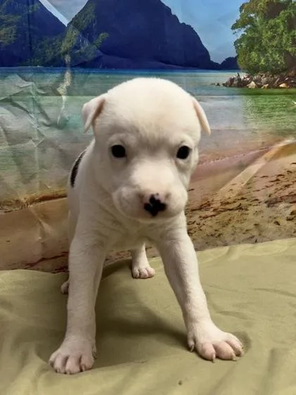 A baby small-sized male Terrier dog named Frank for adoption in San Antonio, TX