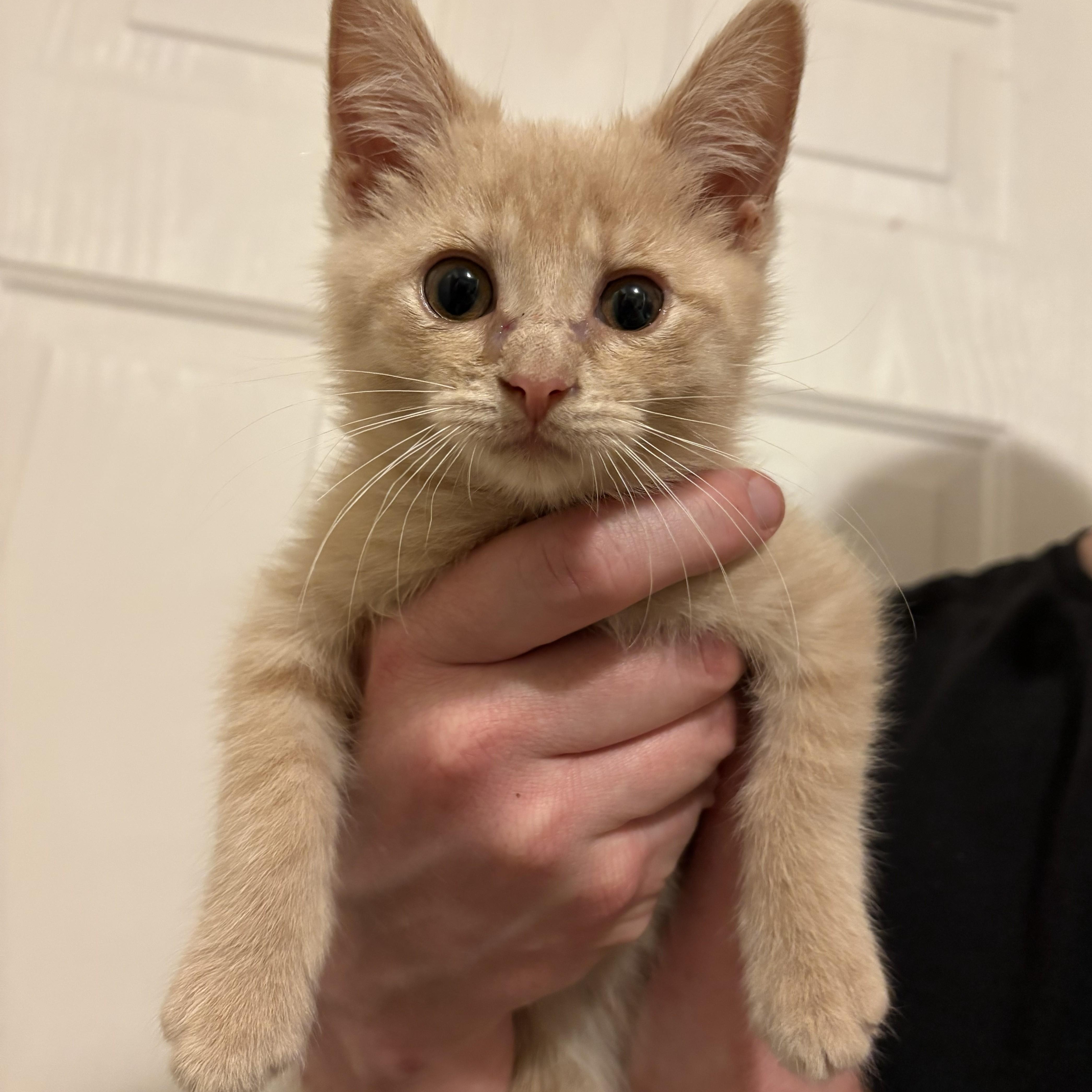 A baby medium-sized female Tabby (Buff / Tan / Fawn) Domestic Short Hair cat named Sunshine for adoption in Toledo, OH