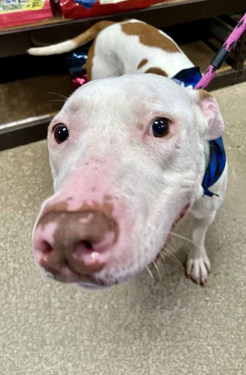 Maverick Needs A Forever