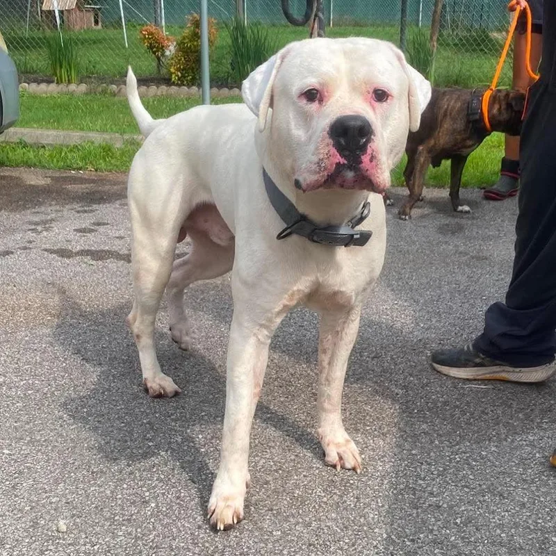 An adult extra large-sized male White / Cream Mixed Breed dog named Morty for adoption in Huntington, WV