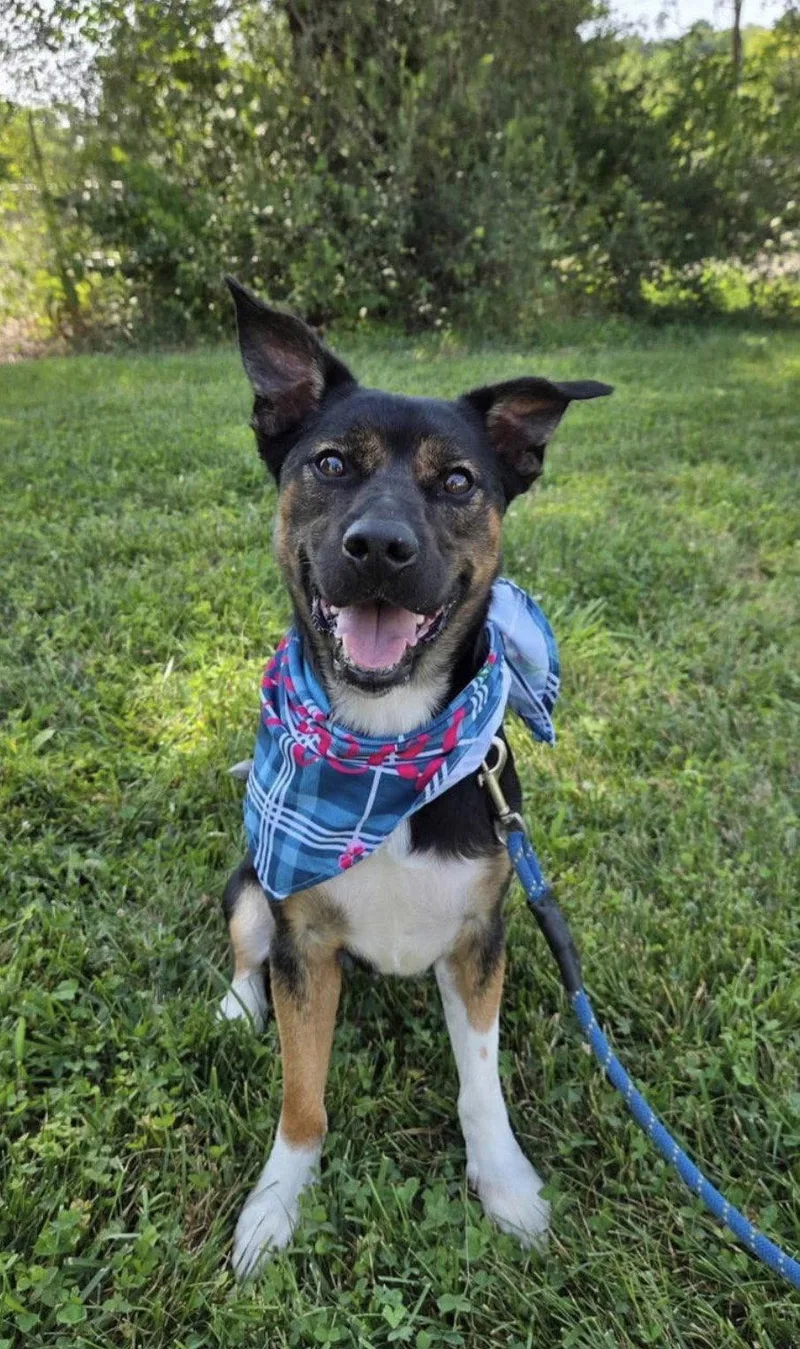 An adult medium-sized male Shepherd dog named McCallister for adoption in Germantown, OH