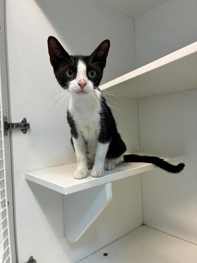 An adult medium-sized female Domestic Short Hair cat named Linda for adoption in Newcastle, OK