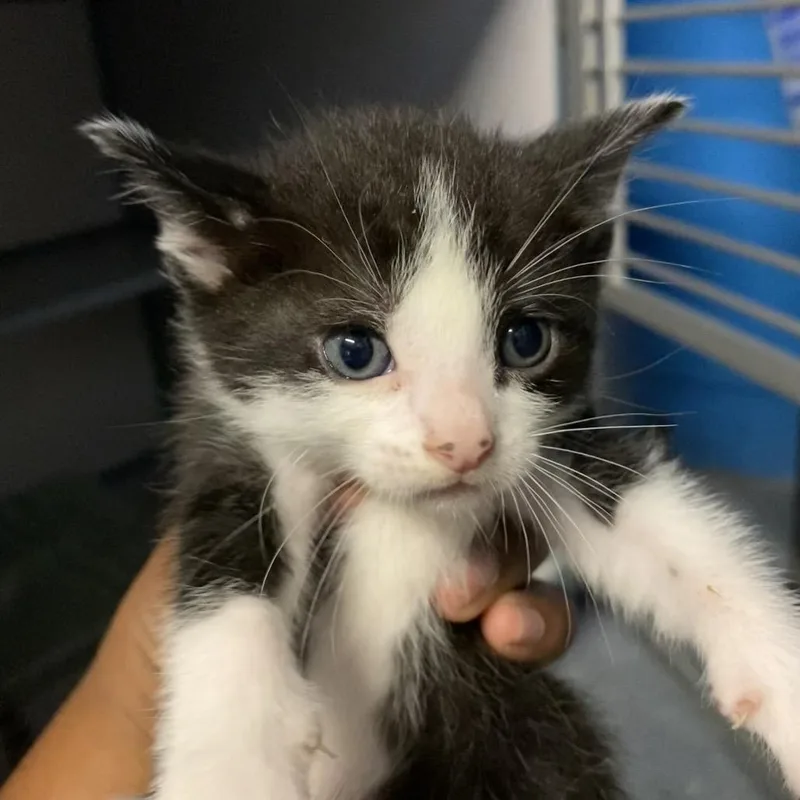 A baby small-sized male Black Domestic Short Hair cat named Snap for adoption in Houston, TX