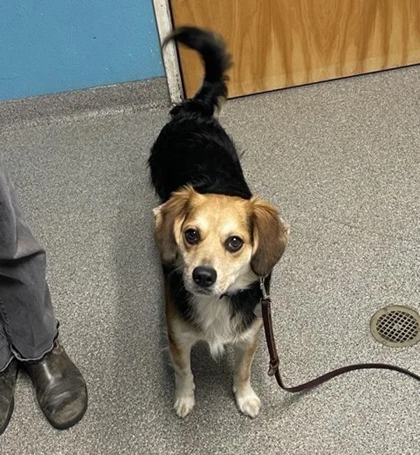 An adult medium-sized male Beagle dog named Buddy for adoption in Escondido, CA
