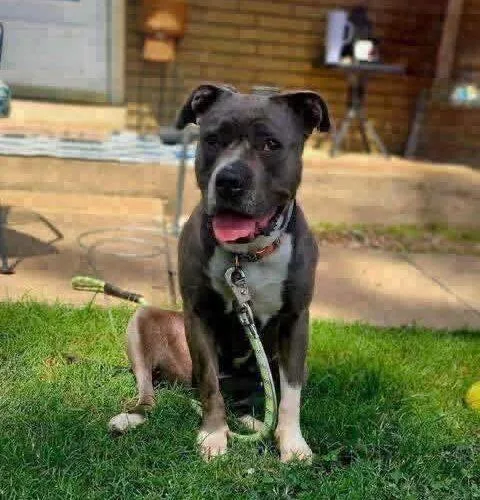 A young large-sized female Pit Bull Terrier dog named Grace for adoption in Broken Arrow, OK