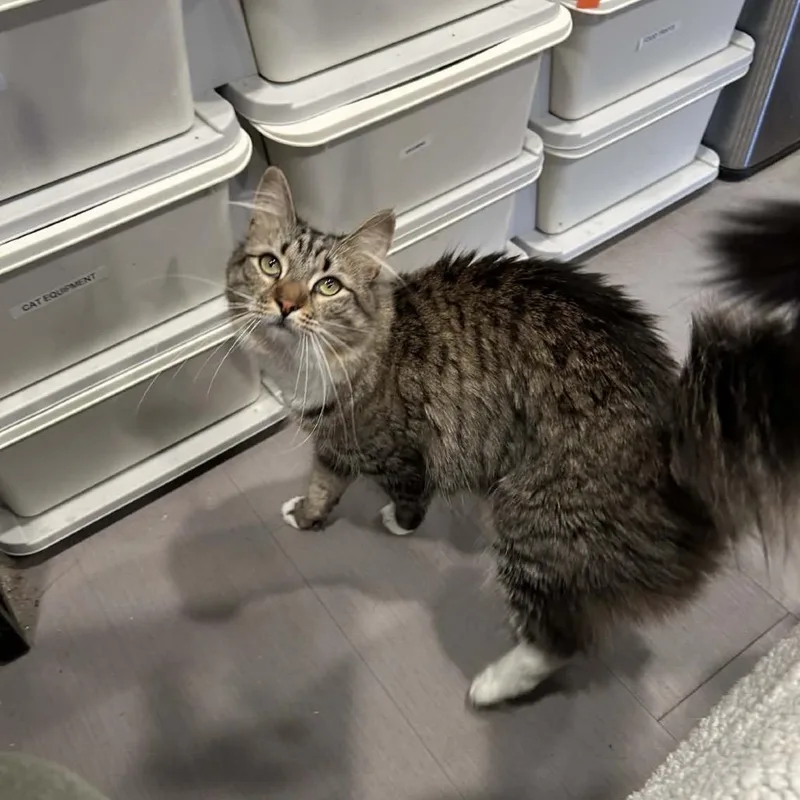 An adult small-sized female Gray / Blue / Silver Domestic Medium Hair cat named Berry for adoption in Chantilly, VA