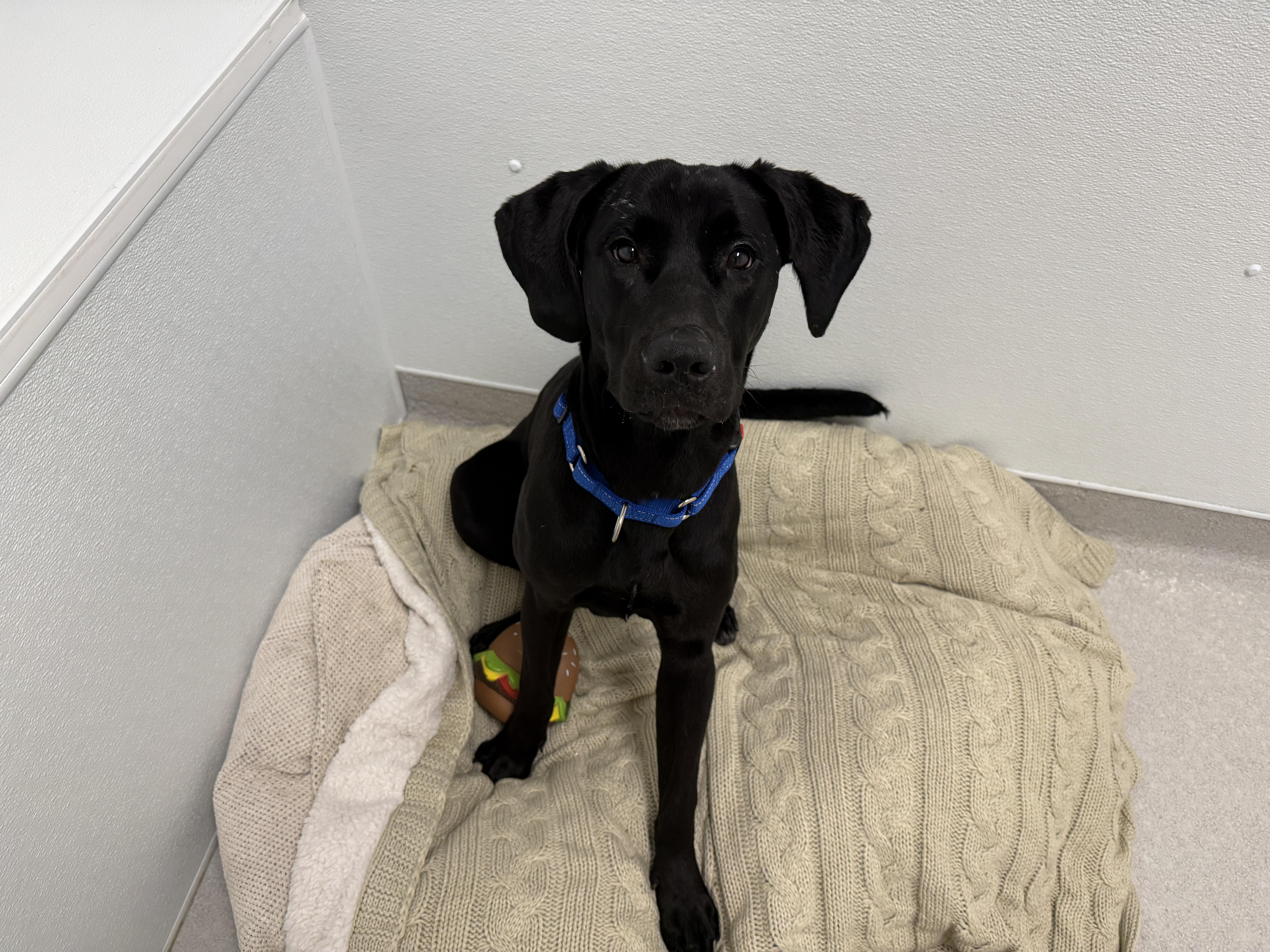 A young large-sized female Black Labrador Retriever dog named Moonbeam for adoption in Evanston, IL
