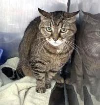 A senior medium-sized female Domestic Short Hair cat named Mona for adoption in Fishers, IN