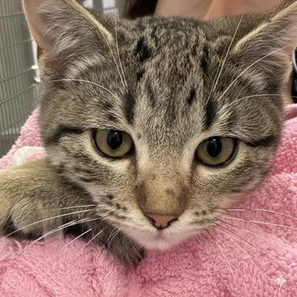 A baby small-sized female Domestic Short Hair cat named Barracuda for adoption in Carrollton, TX