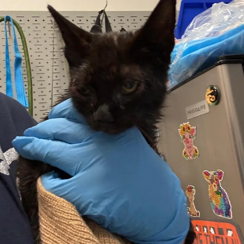 A baby small-sized female Black Domestic Medium Hair cat named Ford F for adoption in Charleston, WV