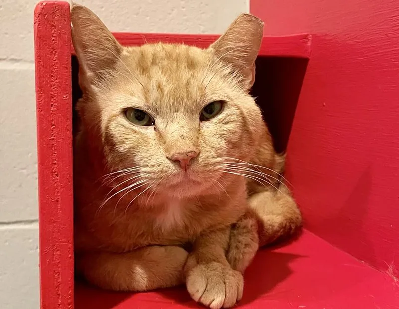 An adult medium-sized male Tabby (Orange / Red) Domestic Short Hair cat named Gerald for adoption in Columbus, IN