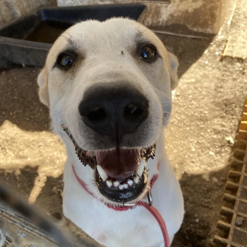 An adult medium-sized male Brown / Chocolate Pit Bull Terrier dog named Lou for adoption in Stephenville, TX