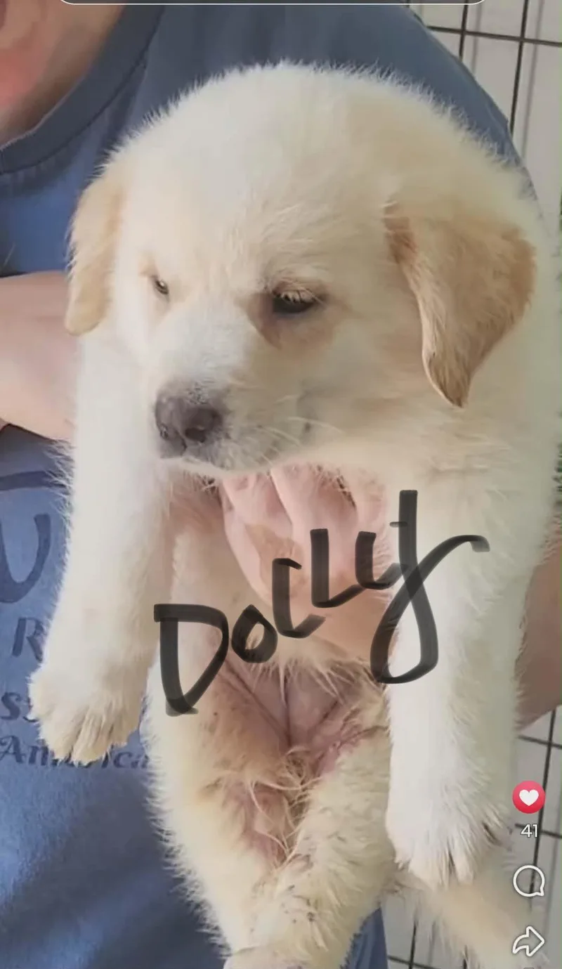 A baby large-sized female Shepherd dog named Dolly for adoption in Stover, MO