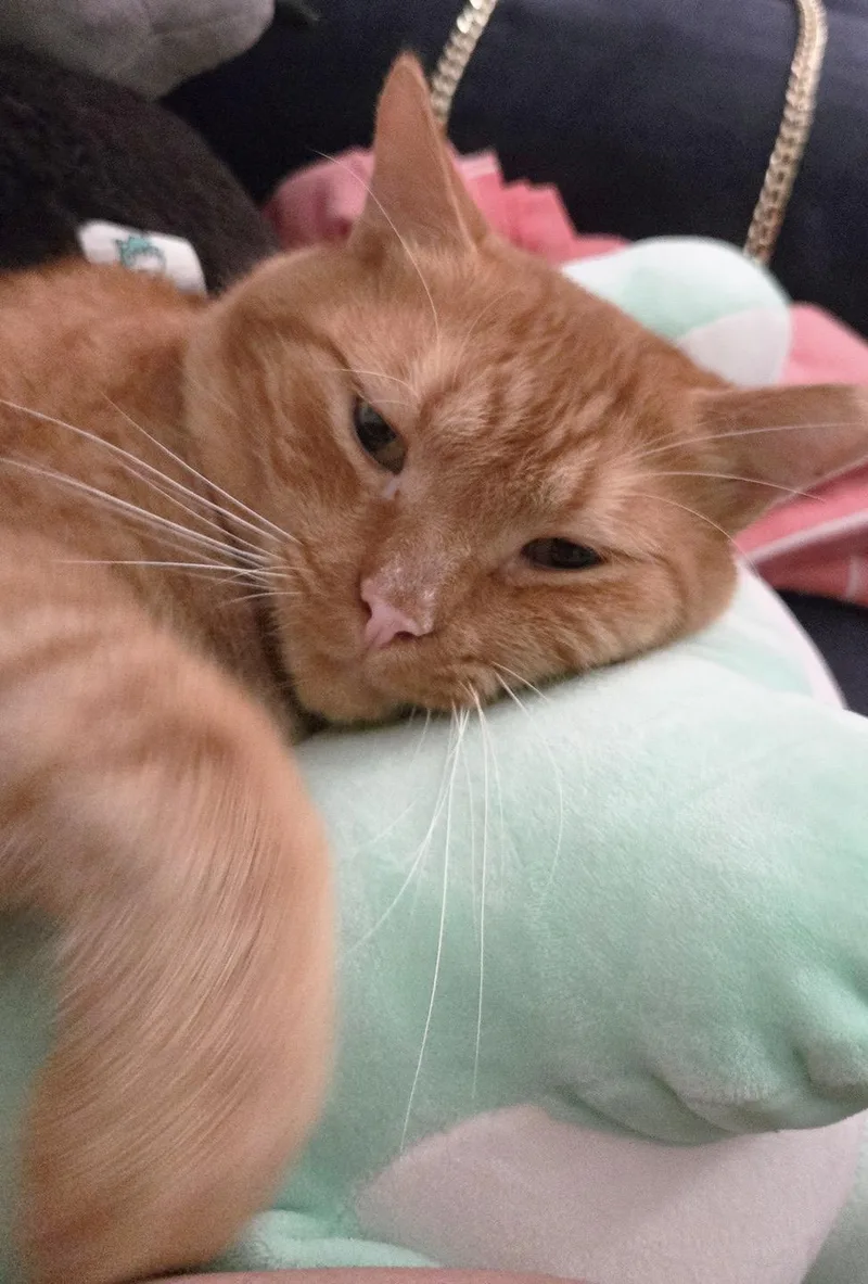 An adult large-sized male Tabby (Orange / Red) Domestic Short Hair cat named Howler "Orange Chicken" Wyalusing for adoption in Philadelphia, PA