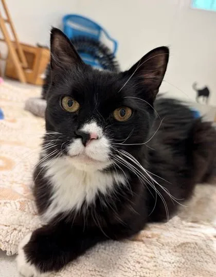 A senior small-sized male Domestic Short Hair cat named Tuxedo for adoption in New Hope, PA