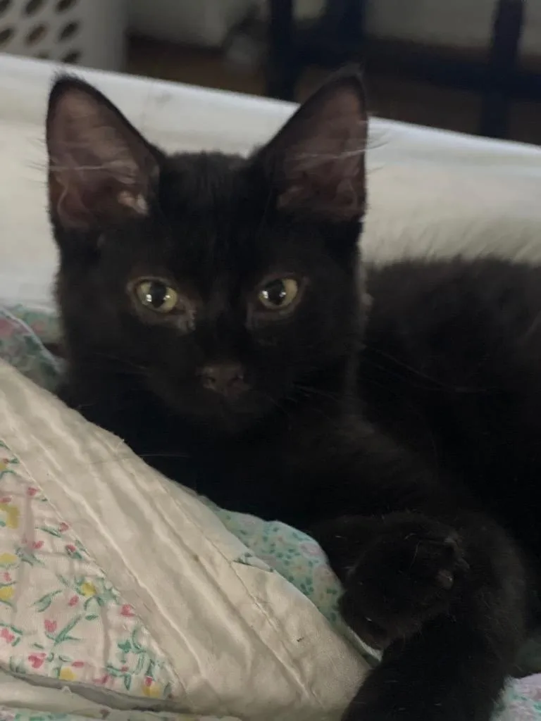 Jasper aka Brody thumbnail 3