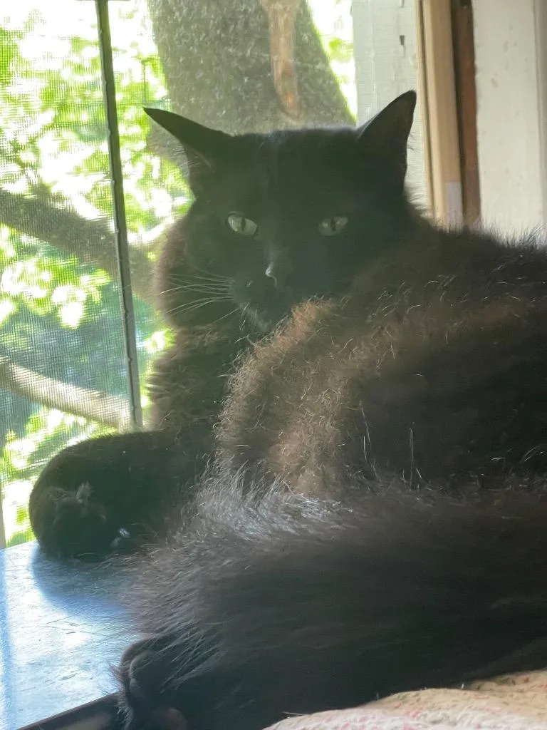 Jasper aka Brody thumbnail 4