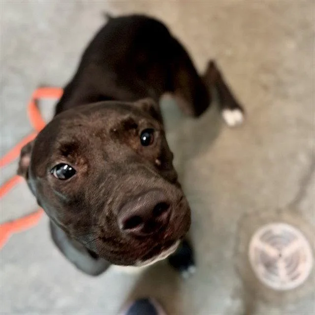 A young medium-sized male Labrador Retriever dog named Mckinley for adoption in Tavares, FL