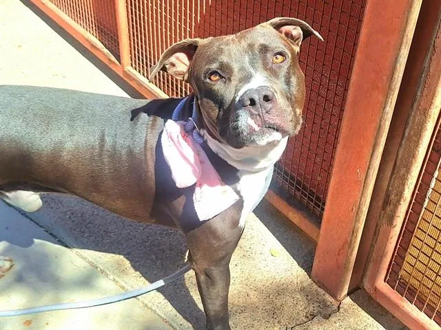 A young large-sized male Pit Bull Terrier dog named Ozai for adoption in Phoenix, AZ