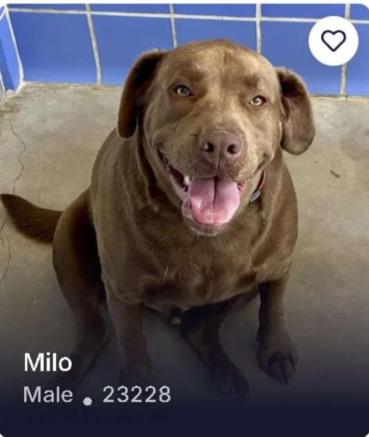 An adult large-sized male Labrador Retriever dog named Milo for adoption in Austin, TX