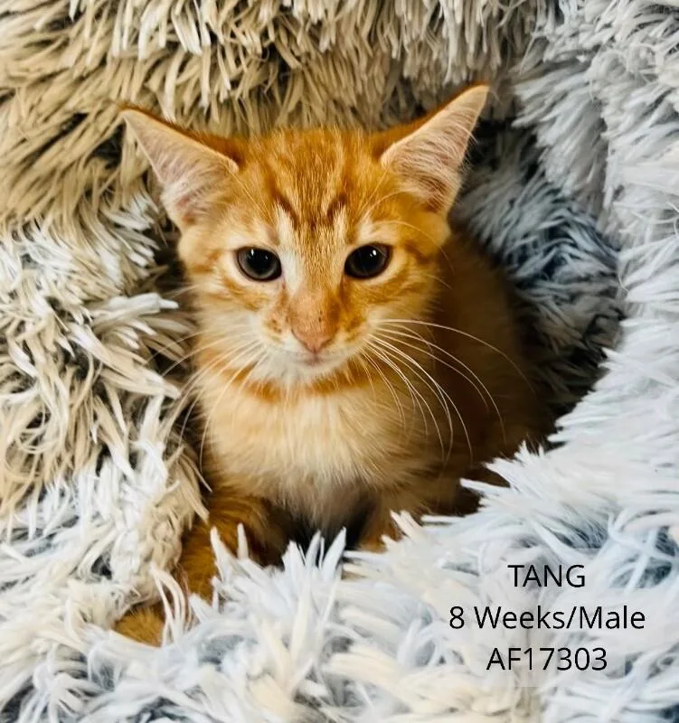 A young medium-sized male Tabby (Orange / Red) Domestic Short Hair cat named Tang for adoption in Supply, NC