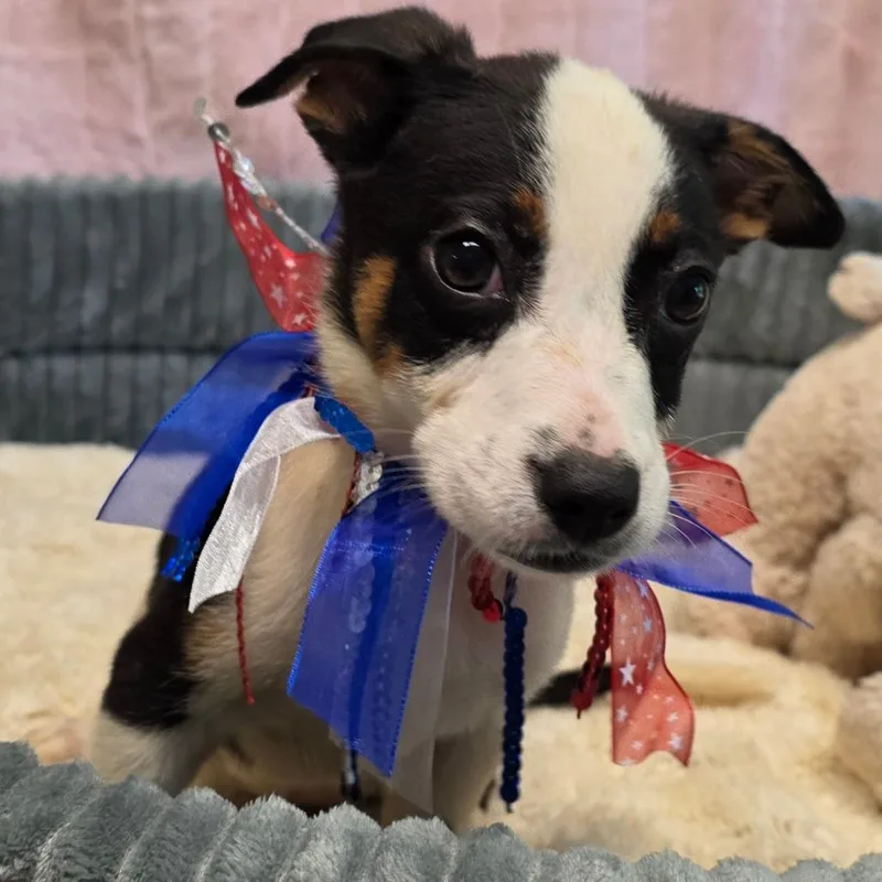 A baby small-sized female Tricolor (Brown, Black, & White) Rat Terrier dog named Jj for adoption in Wiggins, MS