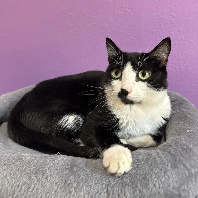 An adult medium-sized male Black Domestic Short Hair cat named Shamrock for adoption in Los Angeles, CA