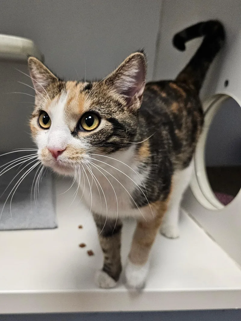 A young medium-sized female Calico Domestic Short Hair cat named Mama Bodega for adoption in Norwalk, CT