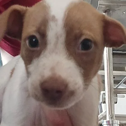 A baby small-sized male Mixed Breed dog named Rowan for adoption in West Chester, PA