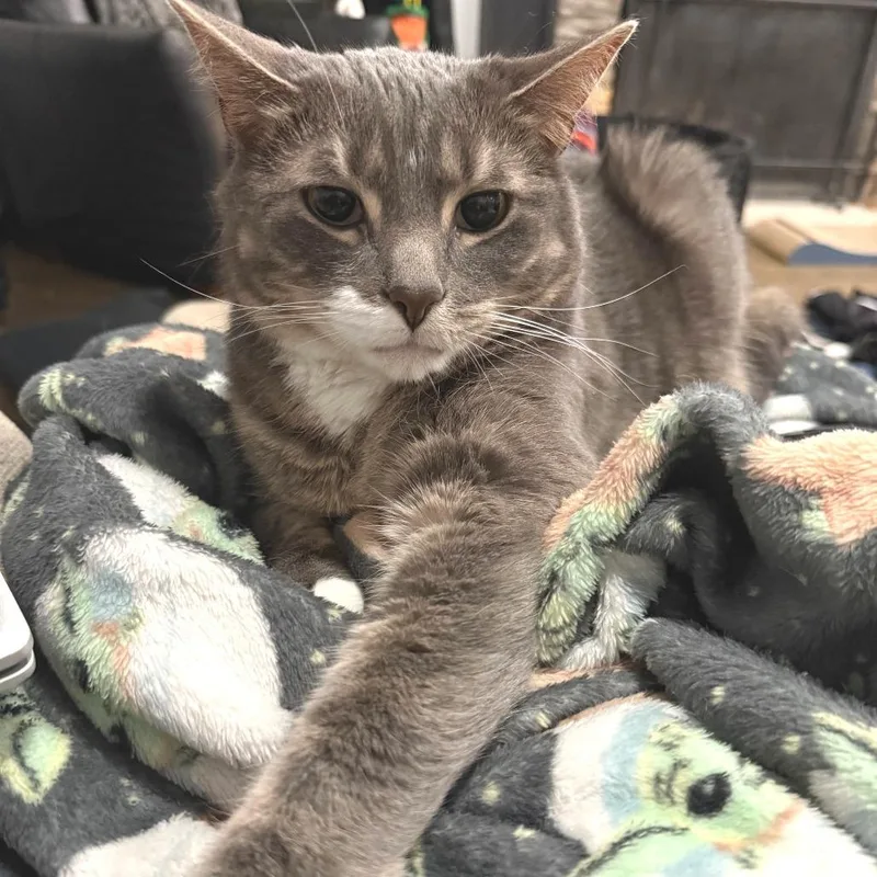 An adult large-sized male Domestic Short Hair cat named Link for adoption in Brookfield, WI