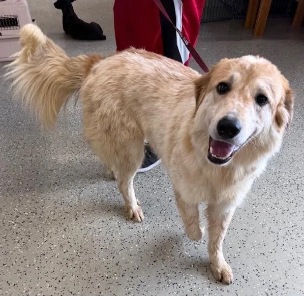 A young large-sized male Golden Retriever dog named Barkley for adoption in Thompson Falls, MT