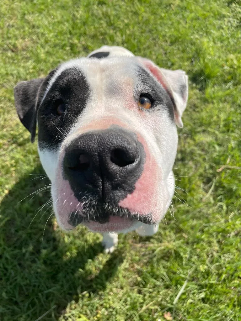 An adult large-sized male American Bulldog dog named Petey for adoption in Nashville, GA