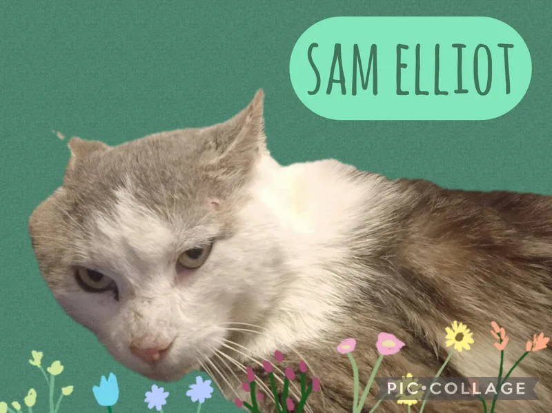 An adult medium-sized male Tabby cat named Sam Elliot for adoption in Muncie, IN