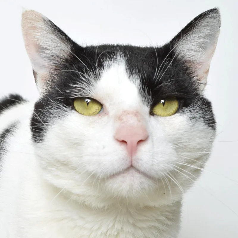 Mr. Meow thumbnail 2