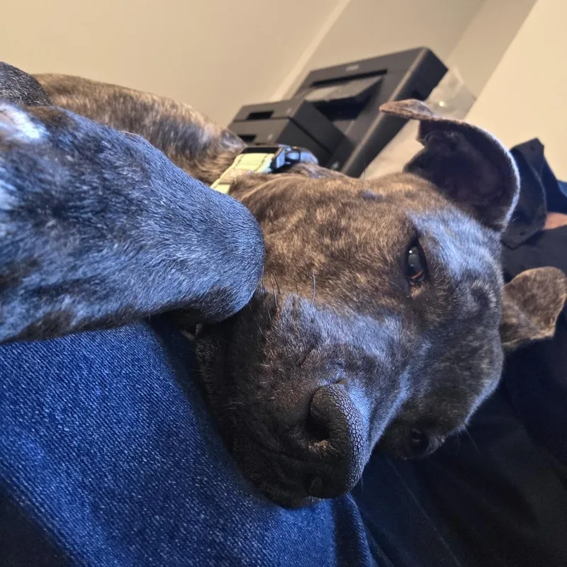 An adult medium-sized female Brown / Chocolate Mixed Breed dog named Melrose for adoption in San Francisco, CA