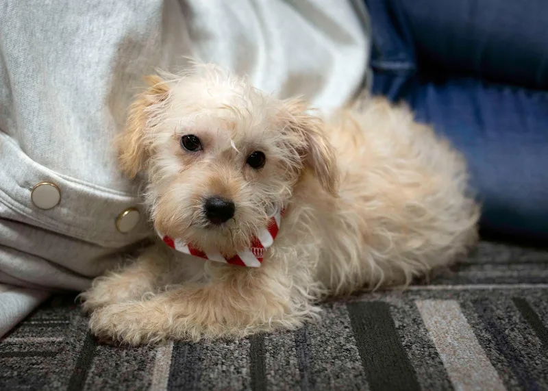 A young small-sized male Chihuahua dog named Delta for adoption in West Richland, WA
