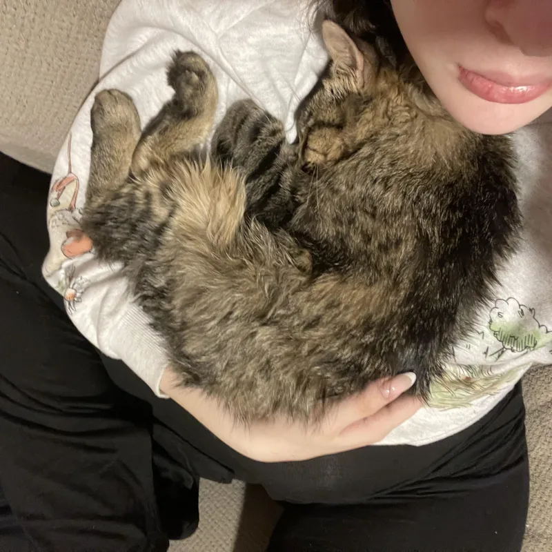 A young medium-sized male Tabby (Brown / Chocolate) Domestic Long Hair cat named Ozzy Courtesy Listing for adoption in Midland, MI