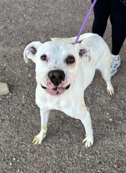 An adult medium-sized male Shepherd dog named Snoopy for adoption in El Paso, TX
