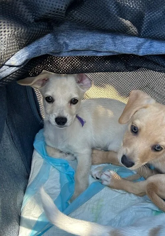 A baby small-sized female Mixed Breed dog named Star for adoption in Van Nuys, CA