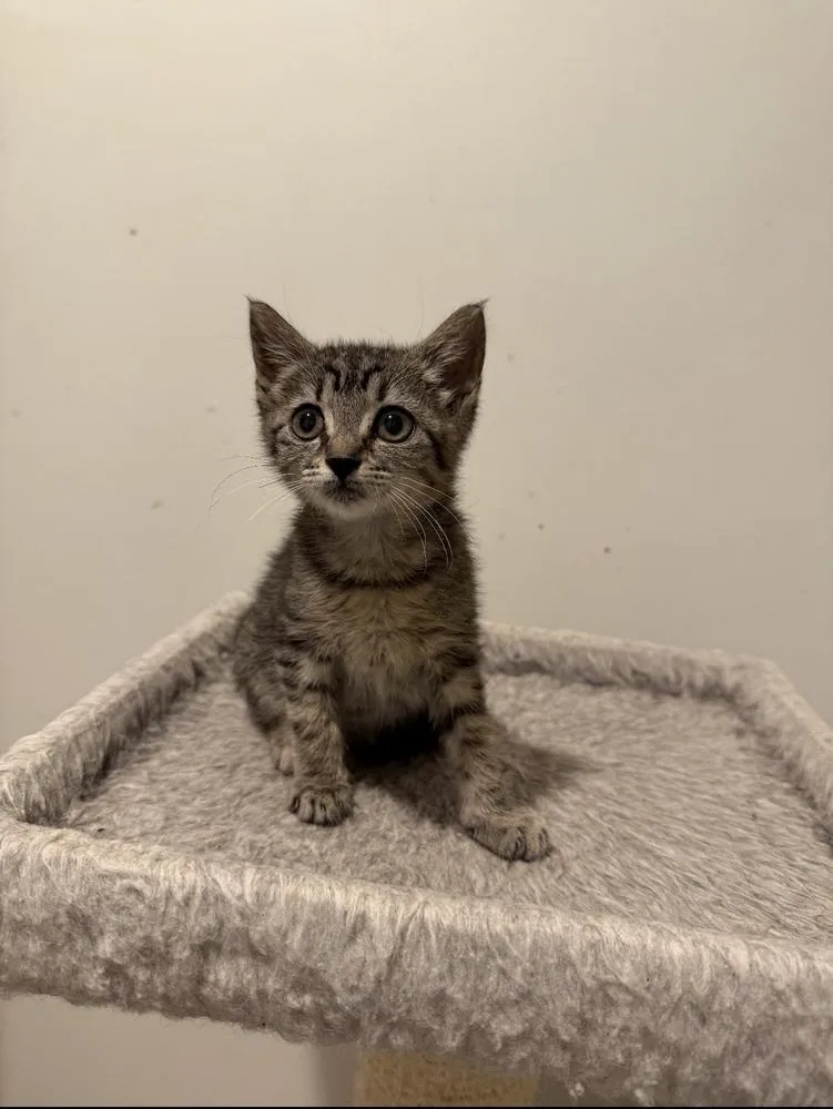 A baby small-sized female Black Domestic Short Hair cat named Macy for adoption in Marietta, GA