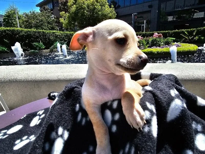 A baby small-sized female White / Cream Chihuahua dog named Muffin for adoption in Van Nuys, CA