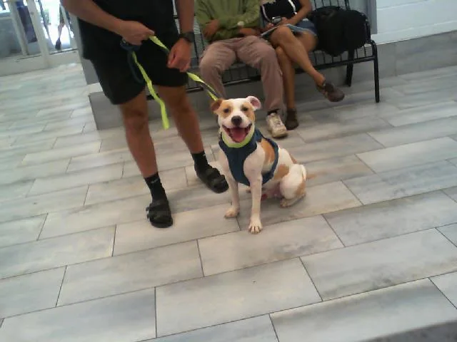 A young medium-sized male Labrador Retriever dog named Milo for adoption in Charlotte, NC