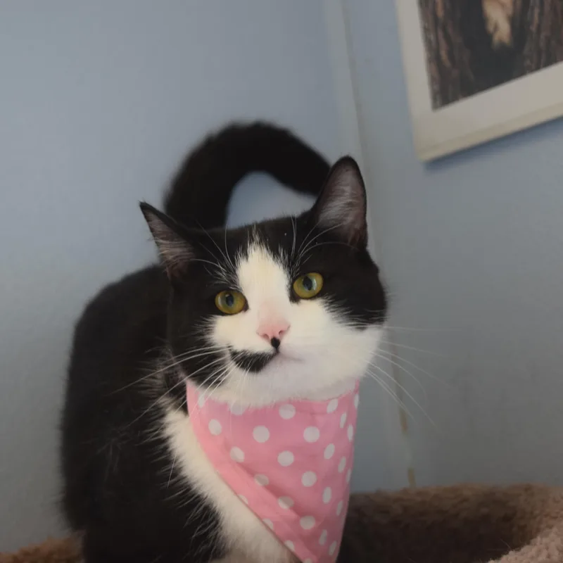 A young medium-sized female Black & White / Tuxedo Domestic Short Hair cat named Monica for adoption in Norwich, NY