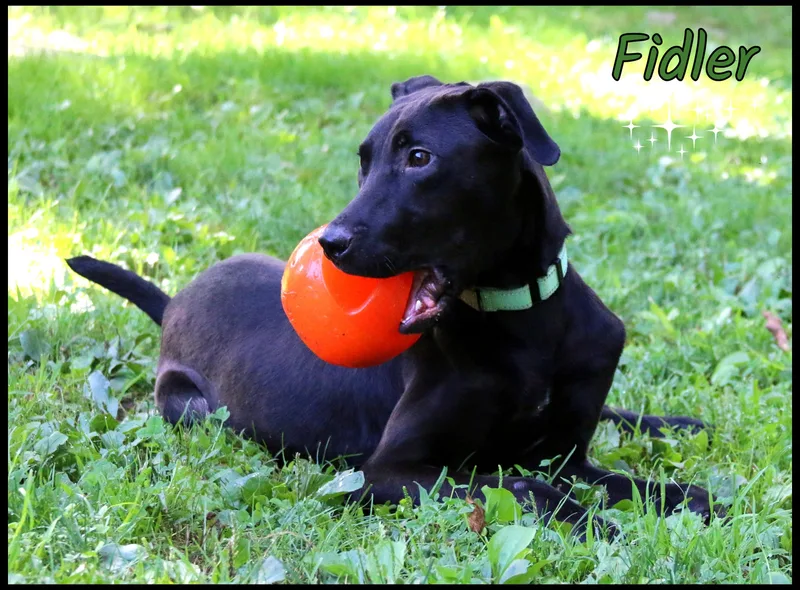 Fidler thumbnail 5