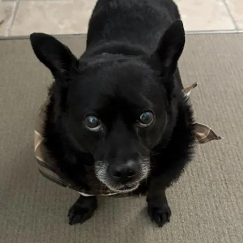 A senior small-sized male Black Chihuahua dog named Blue for adoption in Memphis, TN