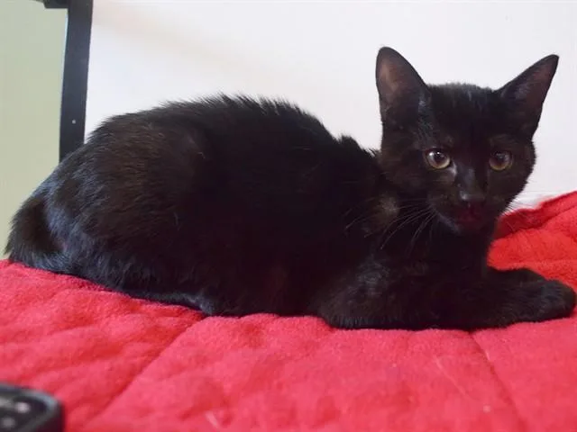 A baby small-sized female Domestic Short Hair cat named Chaya for adoption in Sacramento, CA