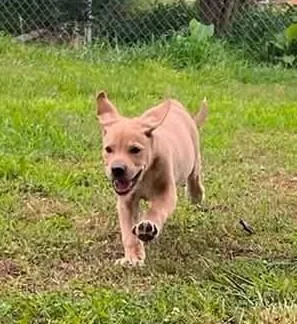 A baby large-sized female White / Cream Mixed Breed dog named Muffy for adoption in Acworth, GA