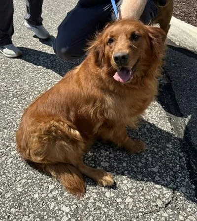 An adult large-sized female Golden Retriever dog named Bella for adoption in Cleveland, OH